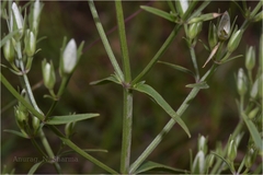 Swertia angustifolia var. pulchella